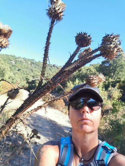 die Disteln sind teilweise höher als ich