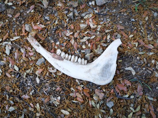 ups, da hat jemand eine Kauleiste verloren 
(Kuh)