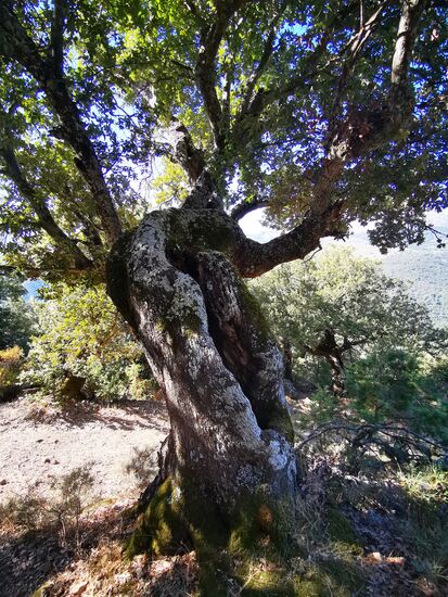 was für knorrige Bäume