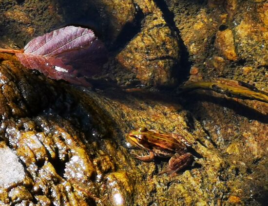 und wenn man lange genug ins Wasser schaut, sieht man auch LEBEN 