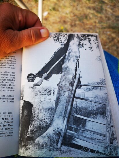 da hat sich nichts geändert: auch 1972 waren Korkeichen wichtig für Handel und Industrie (Quelle: Goldstadt Reiseführer Korsika, Band 15, 1972)