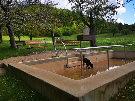 Kneipp-Becken außer Betrieb, aber  Hunde-Getränk-tauglich