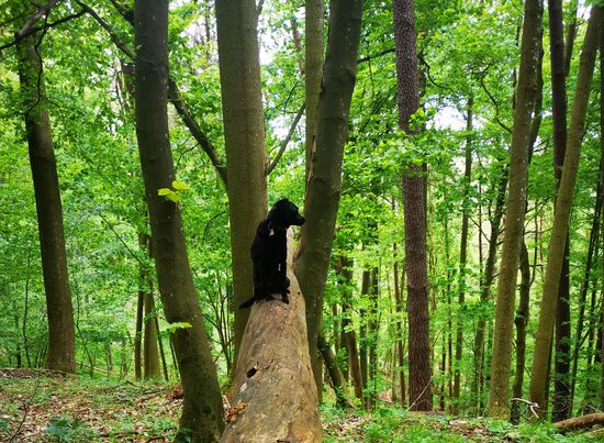 kein typisches Waldtier, aber eine definitiv ausdauernde Wandergenossin, die auf den Felsen den Eindruck machte, als hätte sie Vorfahren im Bereich der Gemsen 