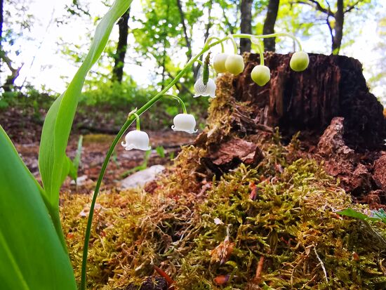 Für dieses Maiglöckchen-Foto bin ich schon sehr nahe dran gewesen, habe aber trotzdem noch nicht bemerkt, welch filigranes Lebewesen sich dort niedergelassen hatte, bis ich auf dem Handy das Bild vergrößerte, um zu sehen, ob es scharf ist - Fund, siehe nächstes Foto