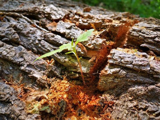 und manchmal taucht "Leben" an Stellen auf, wo man gar keins mehr vermutet