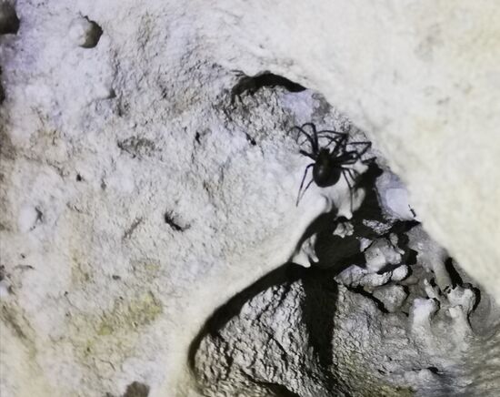 Der Körper dieser Höhlenbewohnerin dürfte ca. 3 cm groß gewesen sein.