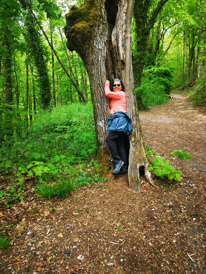 Der Baum ist komplett ausgehöhlt, aber ...