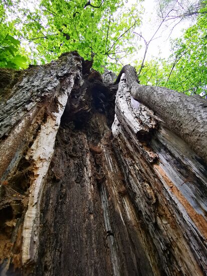 ... er hat im oberen Teil trotzdem neue Blätter.
