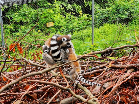 schwierig zu erkennen, aber hier trägt eine Mama ihre Kinder ...