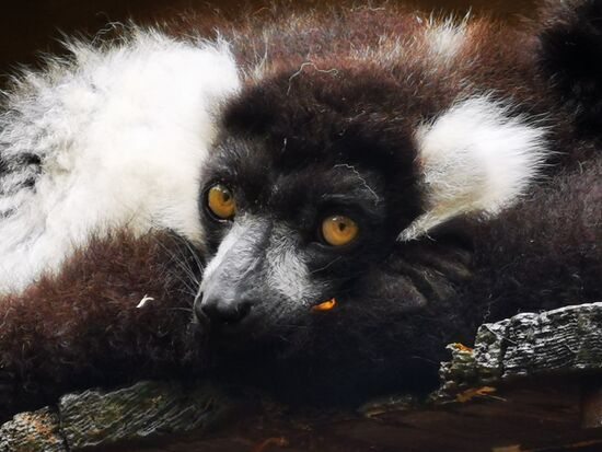 Als ich in diese bernsteinfarbenen Augen sah, habe ich mich "schockverliebt" 