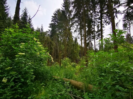hier fanden wir es noch lustig, über den umgestürzten Baum zu klettern