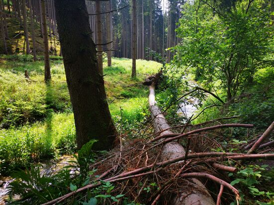 zweiter Wanderversuch - hier liegen die Bäume NEBEN dem Weg