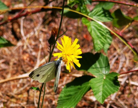 die Natur rechts und links des Weges lädt immer wieder zu Foto-Pausen ein