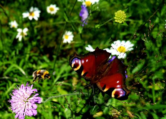 was für ein Schnappschuss: Schmetterling und Hummel im Flug 