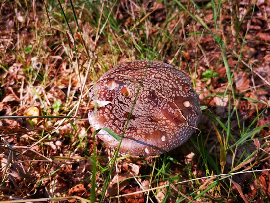 ich sehe viele Pilze, kenne mich jedoch nicht aus, beschränke mich also auf das Fotografieren.