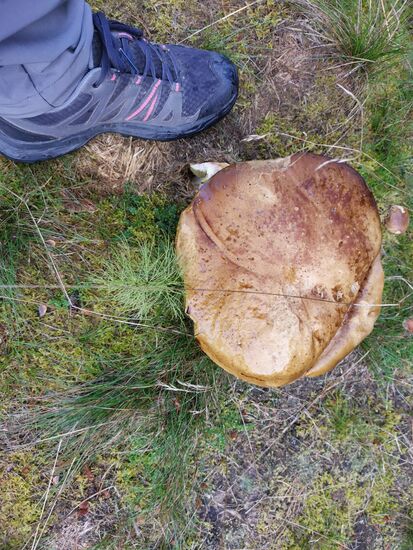 mein Schuh hat Größe 38, also der Pilz ca. 40