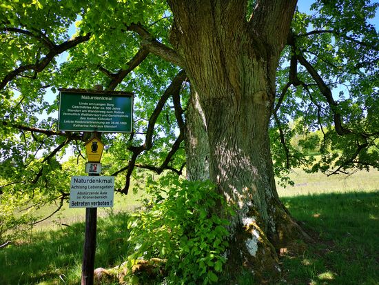 Gerichtslinde am Langen Berg (Naturdenkmal).