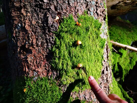 Mini-Pilze im Moos an einem Baumstamm