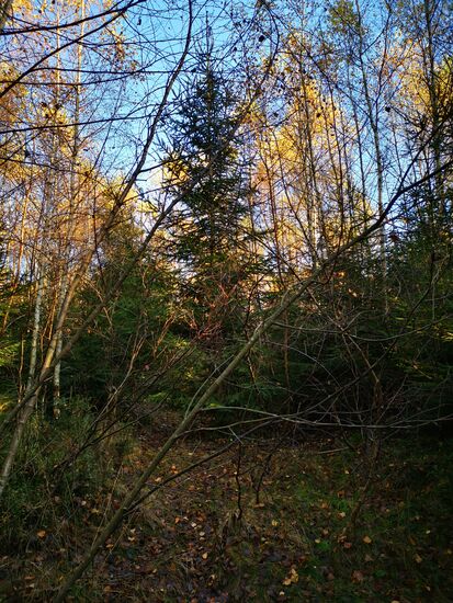 lt. Tante Google ist das der (Rück)weg ...