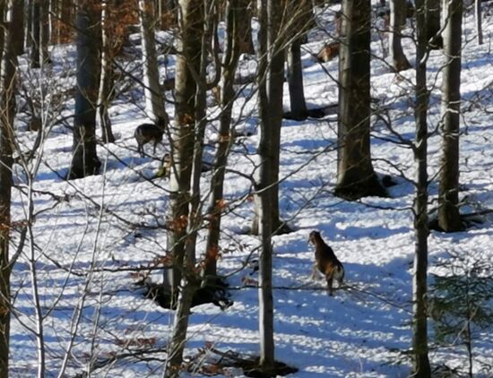 viel Wanderer begegnen mir nicht, aber zwei Rehe