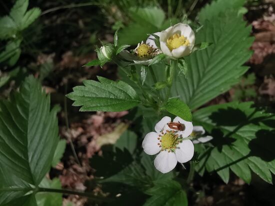 Walderdbeeren