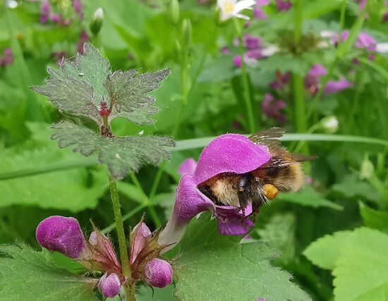 mit Hummel-Popo