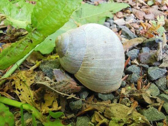 Schneckenhaus mit Schnecke "indoor"