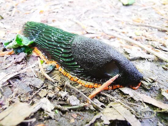 Nacktschnecke ohne Haus "outdoor".... mir ist übrigens noch nie aufgefallen, dass diese Schnecken so einen wunderschönen gestreiften "Rand" haben ...