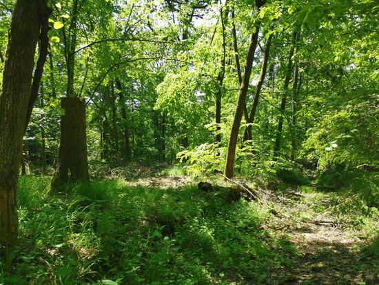 auf dem abgeschnittenen Baum links ist noch das Wanderzeichen erkennbar - das war meine Motivation, weiter zu laufen