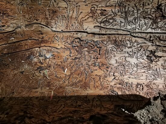 und was wie ein wunderschönes Kunstwerk aussieht, ist das Werk des Borkenkäfers  und der Grund, warum so viel Wald stirbt