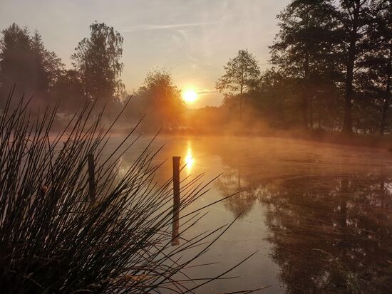 nach Regen in der Nacht, jetzt Nebel auf dem Weiher