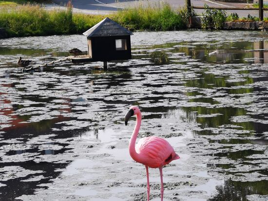 Dorfteich in Wernsdorf - hinten ECHTe Wasservögel - vorne eher weniger 