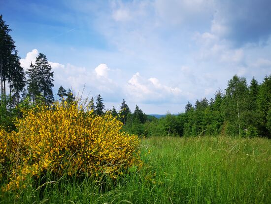 dann findet sich doch eine Abzweigung per Wanderweg...