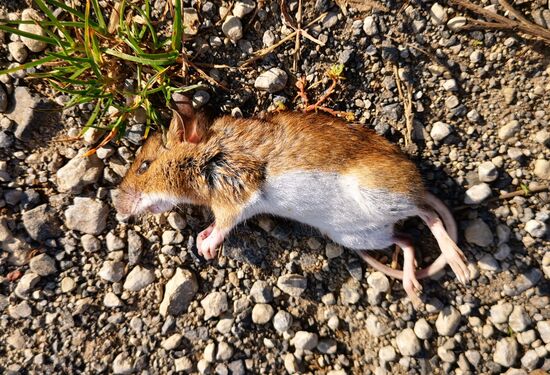 Leider schon tot, aber sonst hätte sich das Mäuschen wohl auch nicht so nah fotografieren lassen 