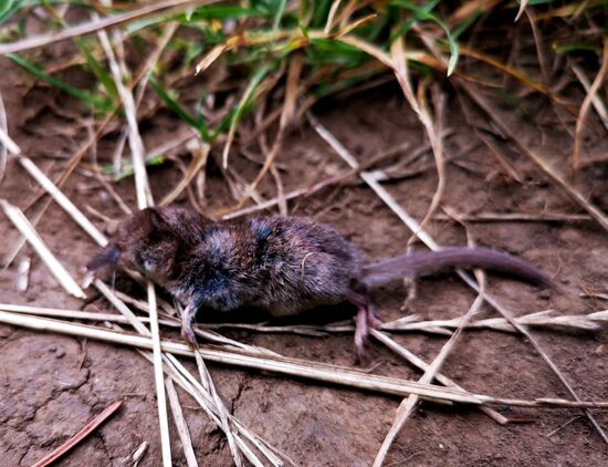 Und mit dem winzigen Maulwurf verhält es sich genauso 