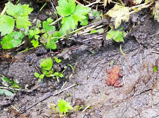 endlich mal ein Tierchen, das noch lebt 