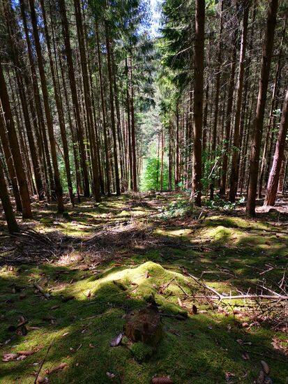 Und dann geht es wieder aufwärts - Richtung Dolmar (Charlottenhaus)
