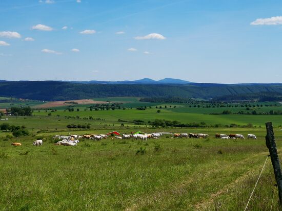 Kühe und Drachen in nächster Nachbarschaft 