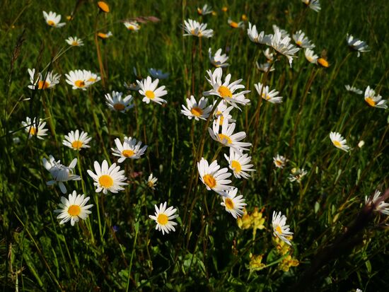 und während die Herren Motorrad-Shooting machen, fotografiere ich Blümchen...