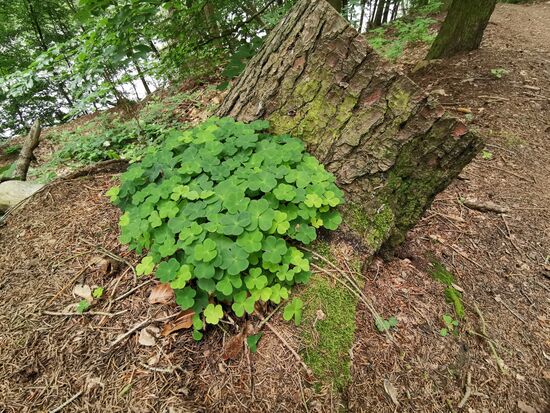 nein, ich habe nicht nach dem einen VIERBLÄTTRIGEN gesucht 