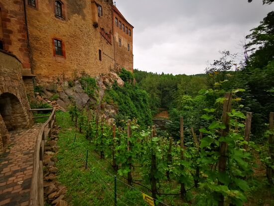 ein hauseigener Weinberg