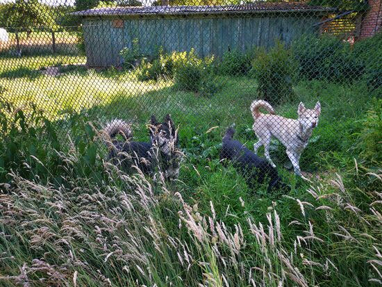 neurierig wird die fremde Spaziergängerin beäugt 