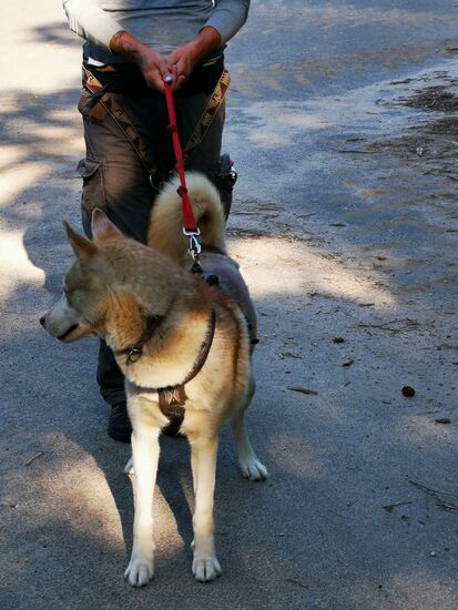 und dann geht es zum Husky-Walk mit Ruby