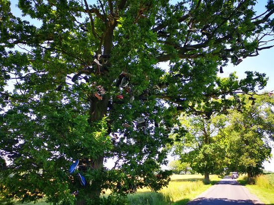 Und dann das: Schuhe im Baum?????