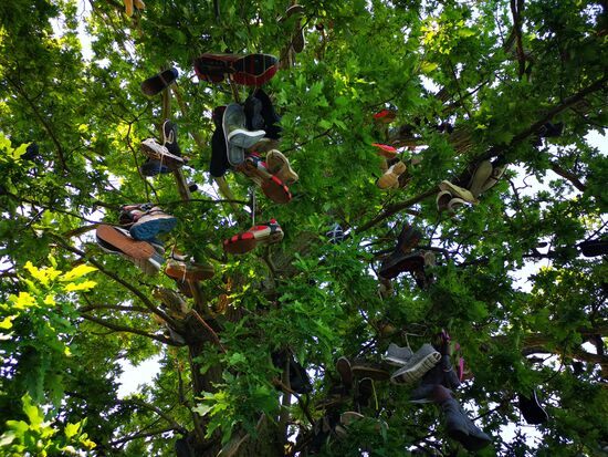 bei näherem Hinsehen: ganz viiiiiiiiele ??? Bisher konnte mir das niemand erklären, vielleicht ein "Zalando-Baum"???
