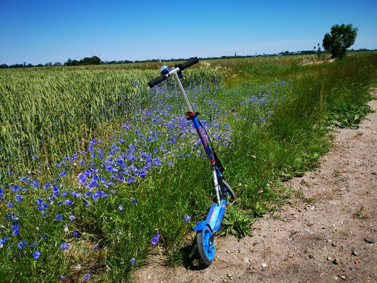 nach gelbem Raps, kommt roter Mohn und dann blaue Kornblumen