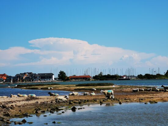 Lemkenhafen - Kite-Surf-Spot mit Schafen in direkter Nachbarschaft 