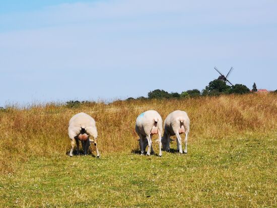 Ich glaube, denen geht das Kiten aber am A.... vorbei 