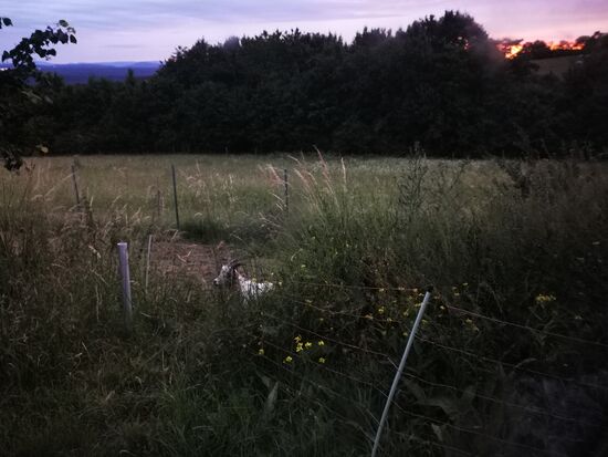 GUTE NACHT mit Ziege ...