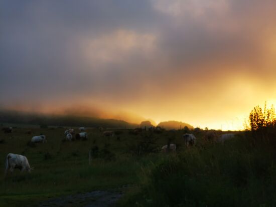 ... und  GUTEN MORGEN, dann mit Nebel und Kühen 